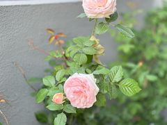 -蘇河湾·新鲁菜·泰山宴(泰山店)