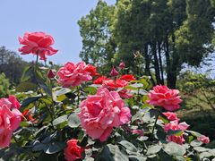 -铁山坪森林公园