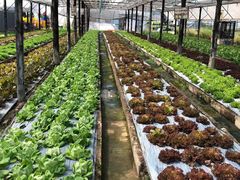 -Ohkajhu Organic Farm Sansai