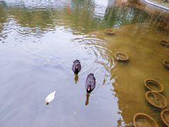 -求雨山文化公园