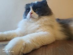 -李小姐の猫咖啡馆(五角场店)