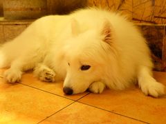 -more than meow吴止猫主题餐厅(承德 中船汇店)