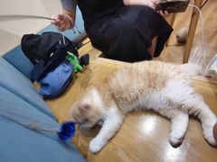 -滚猫咖啡·猫咖·猫友好撸猫(未来城店)