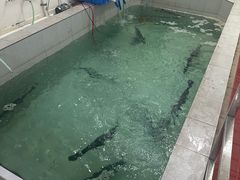-鸿渡渔庄·特色鸭咀鱼