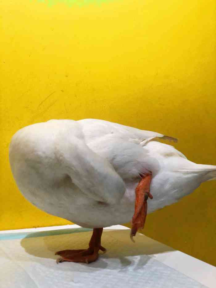 we go冲鸭俱乐部-"很好的减压店,来之前一看要排四十几个.到.