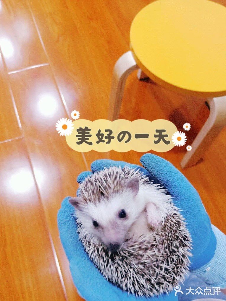 羊驼🦙宝宝也太萌啦