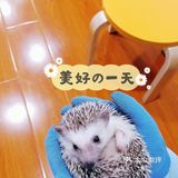 羊驼🦙宝宝也太萌啦