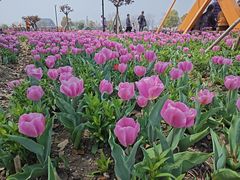 -荷兰花海