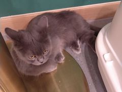 -飞行喵MR PILOT|猫舍·猫咖(静安大融城店)