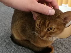 -米宠家·撸猫猫咖小萌宠·猫咪洗澡·猫咪寄养(高新大都荟店)