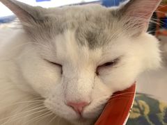 -平行世界·猫咖(首经贸店)