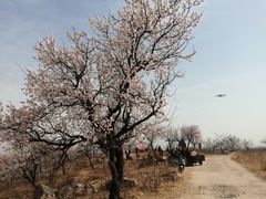 -杏花村文化旅游区