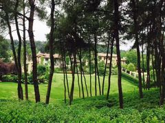 -铁山坪森林公园