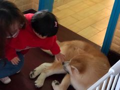 -喜柴咖啡·柴犬狗咖