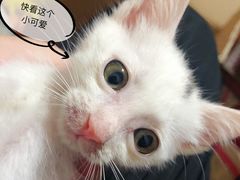 -奈斯宠物医院·核磁CT·异宠专科·内镜(中南店)