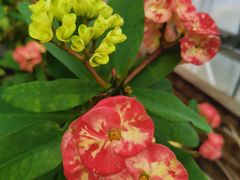 -北京植物园-展览温室