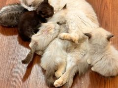 -楼上猫咖(罗湖店)