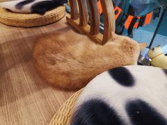 -飞行喵MR PILOT|猫舍·猫咖(静安大融城店)