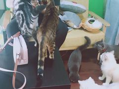 -李小姐の猫咖啡馆(五角场店)
