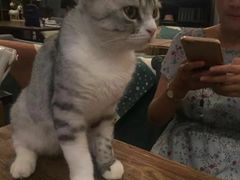 -吉丁鸟咖·异宠·寄养