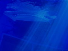 -上海海昌海洋公园-冰山北极馆