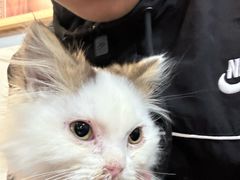 -楼上猫咖(罗湖店)