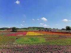 -莲花山花海