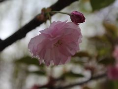 -鲁山国家森林公园