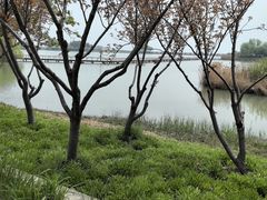 -贡湖湾湿地公园