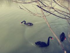 景点-溱湖国家湿地公园