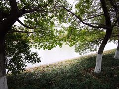 -九科绿洲