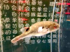 -肆月河豚·新淮扬菜·烤鸭(中关村店)
