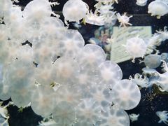 -太平洋海底世界