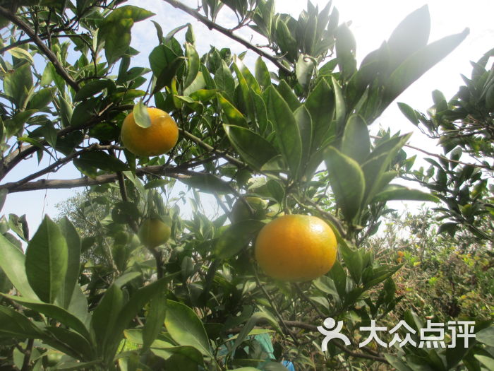 青浦採摘阿斌草莓園農家樂四季果園(阿斌農家樂)圖片 - 第115張