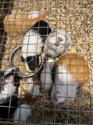 -酷嗒动物文化乐园(cutezoo西溪乐天城店)