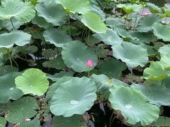 -圆明园停车场