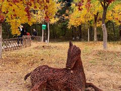 -北京西山国家森林公园