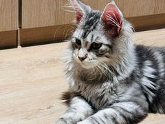 -瑞派康怡24h宠物医院·犬猫医疗中心·微创绝育(瑞景分院)