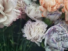 -荷兰花海