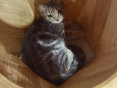 -楼上猫咖(罗湖店)