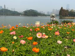 -顺峰山公园
