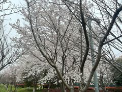 -高东镇樱花园