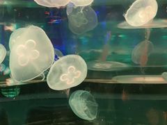 -太奥幻太奇海洋馆