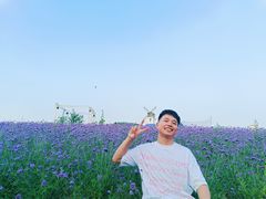 -薰衣草NE庄园