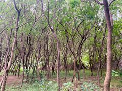 -原山国家森林公园