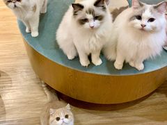 -滚猫咖啡·猫咖·猫友好撸猫(未来城店)