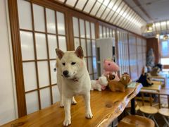 -豆柴町-柴犬主题狗咖(红鼎国际C座店)