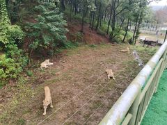-安徽大青山野生动物世界