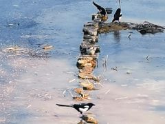 -野鸭湖国家湿地公园