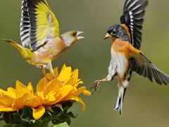 -光明小镇欢乐田园